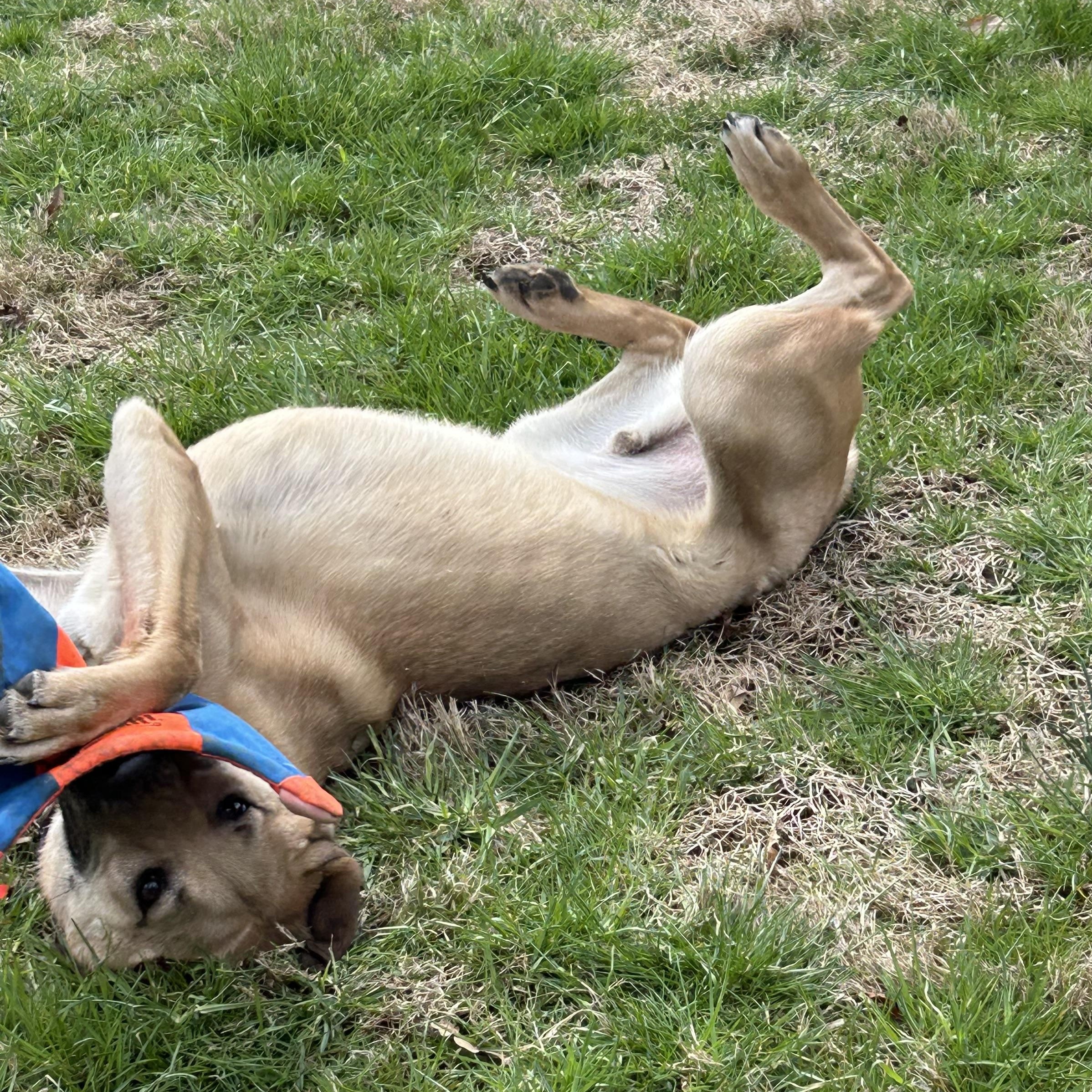 Enlarge Tracker, a Adoptable mixed breed in West Grove, PA image 6/6
