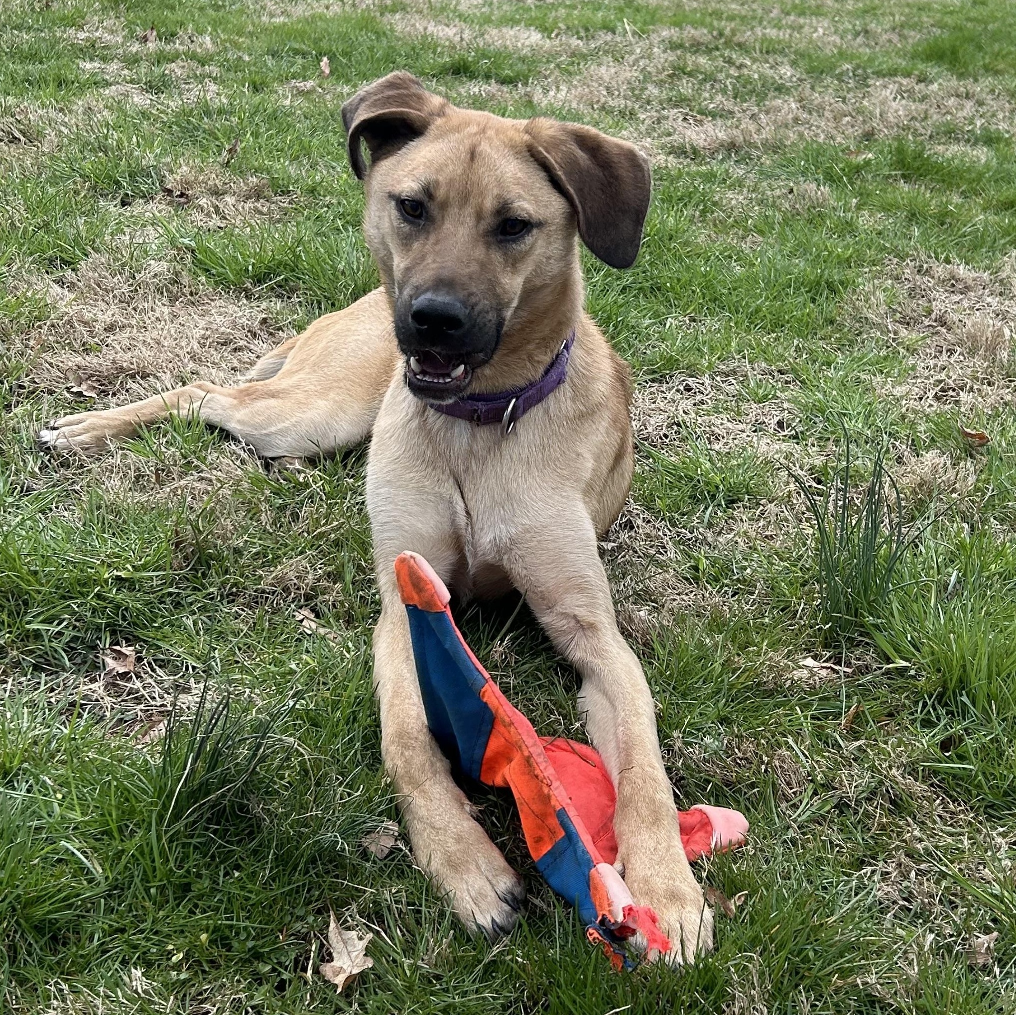 Tracker, Adoptable, Young Male Boxer & German Shepherd Dog.