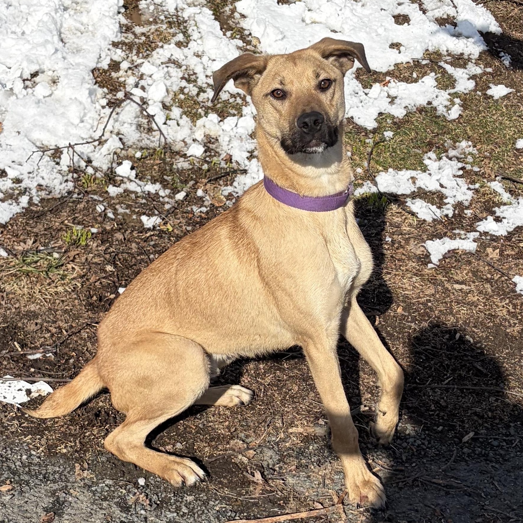 Enlarge Tracker, a Adoptable mixed breed in West Grove, PA image 3/4