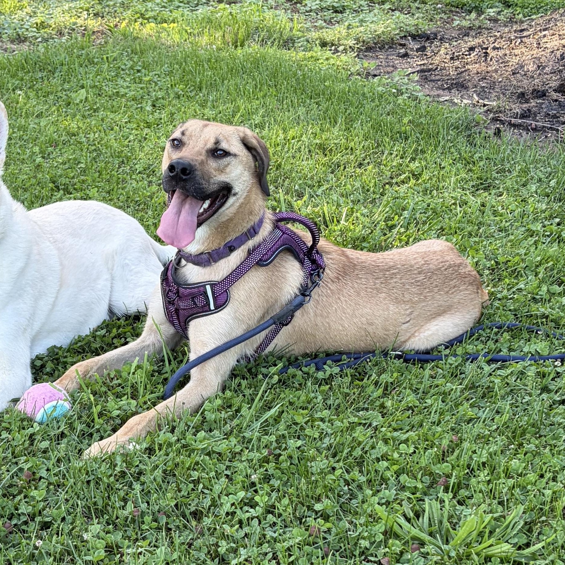 Tracker, Adoptable, Young Male Boxer & German Shepherd Dog.
