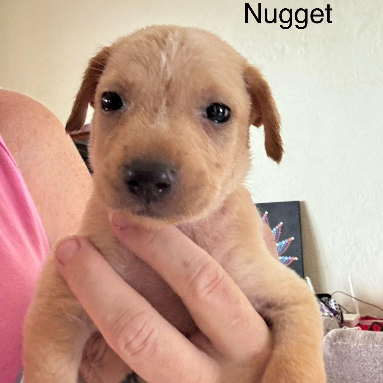 Nugget