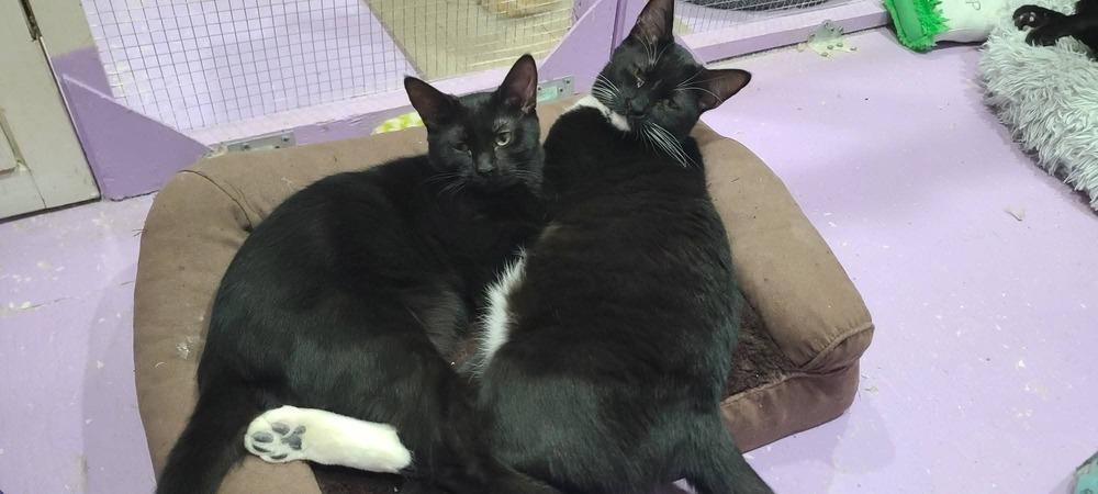 Dipper, Adoptable, Kitten Male Domestic Short Hair.