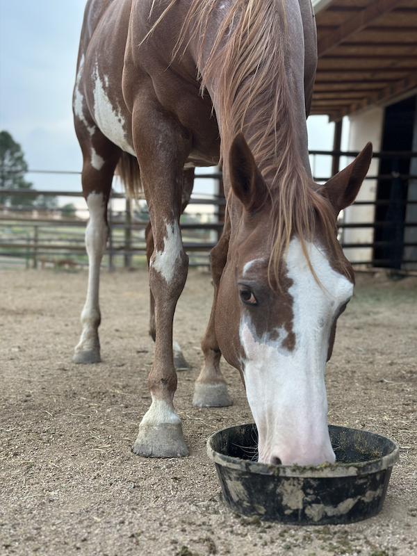 Enva, Adoptable, Adult Female Paint / Pinto.