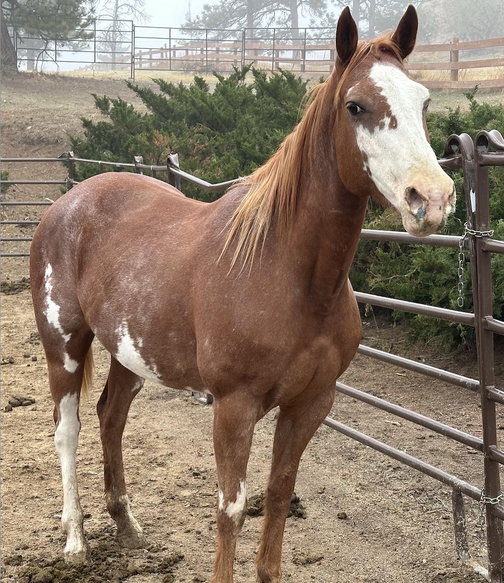 Enlarge Enva, a Adoptable mixed breed in Sedalia, CO image 2/3