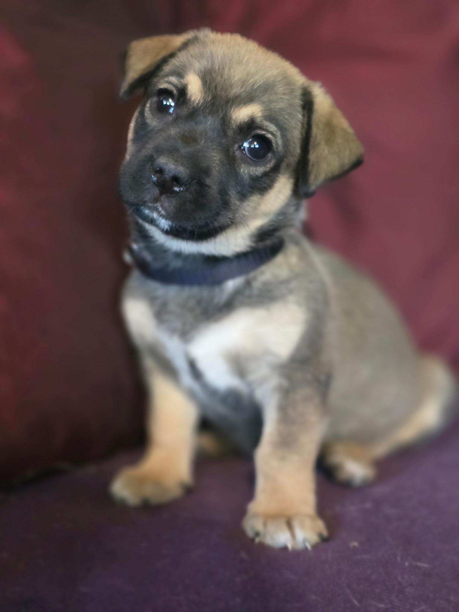 Phoebe , Adoptable, Puppy Female Shepherd.