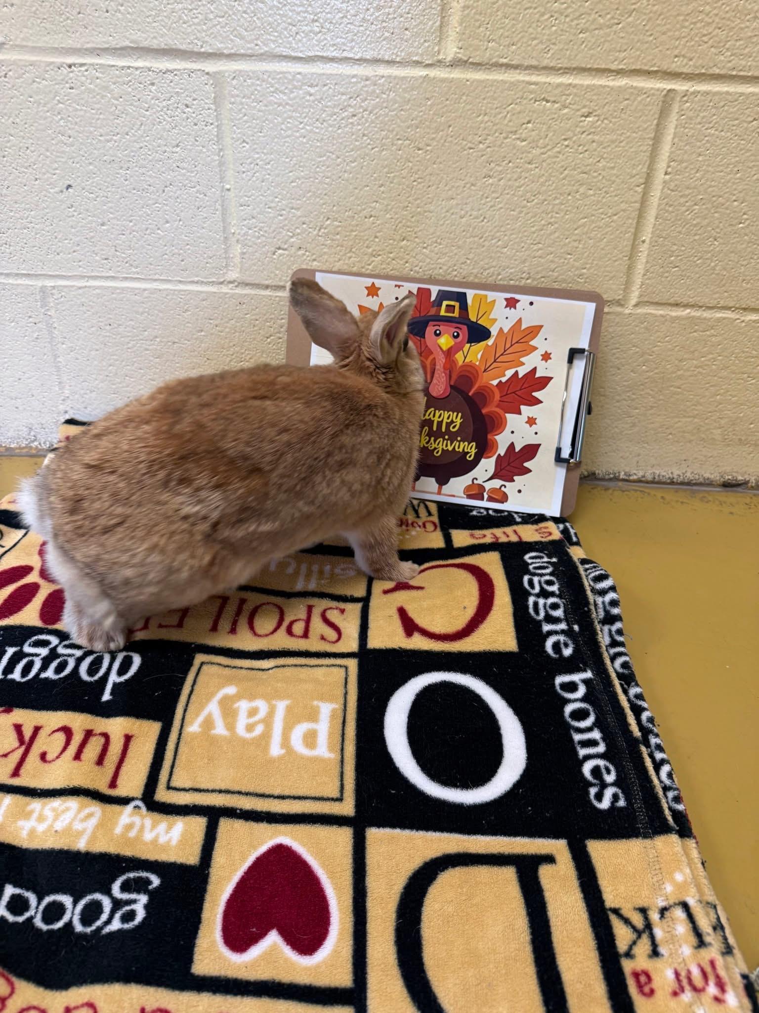 Amber, a ADOPTABLE Cinnamon in Andover, CT image 4/6