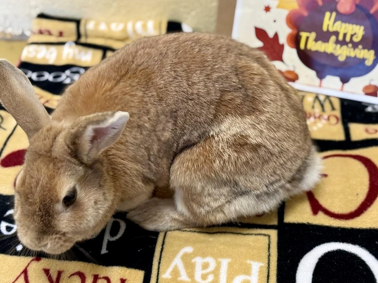 Amber, a ADOPTABLE Cinnamon in Andover, CT image 2/6