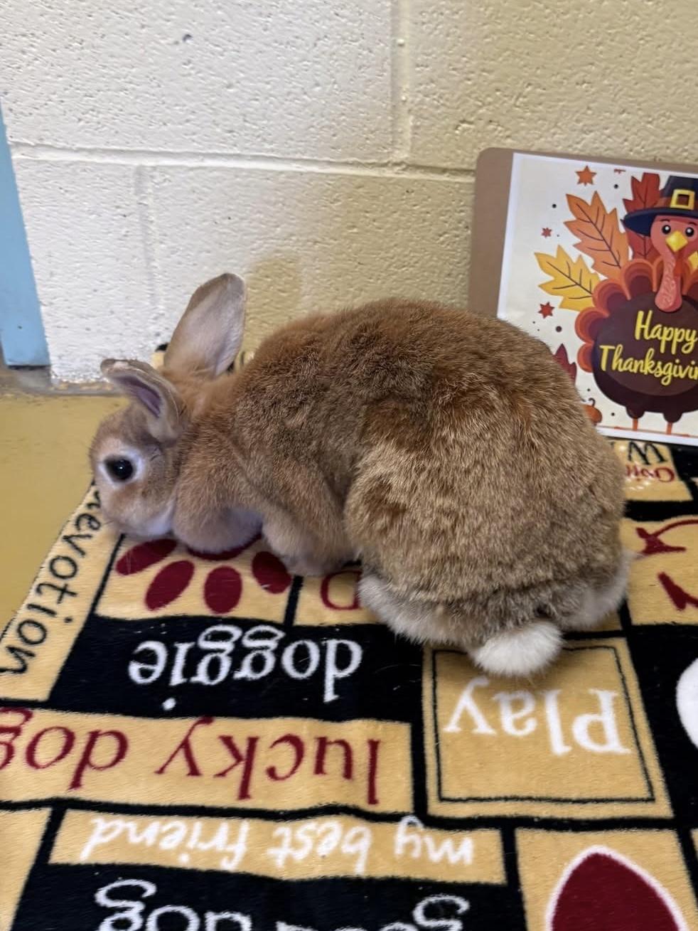 Amber, a ADOPTABLE Cinnamon in Andover, CT image 6/6