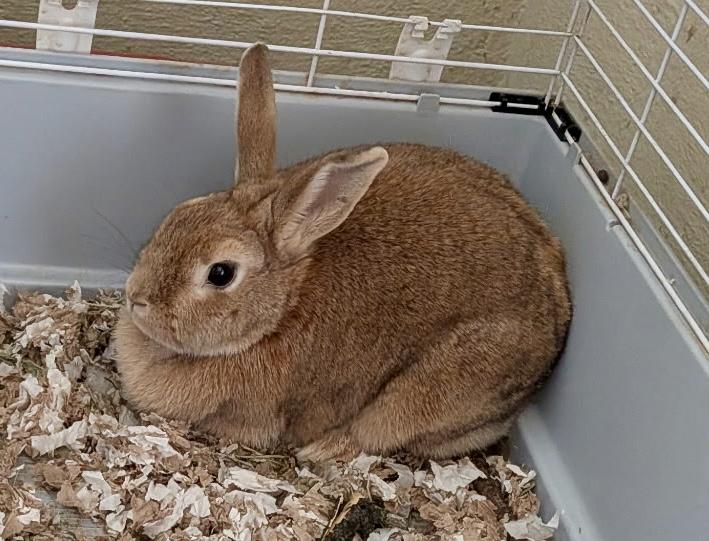 Amber, a ADOPTABLE Cinnamon in Andover, CT image 3/6