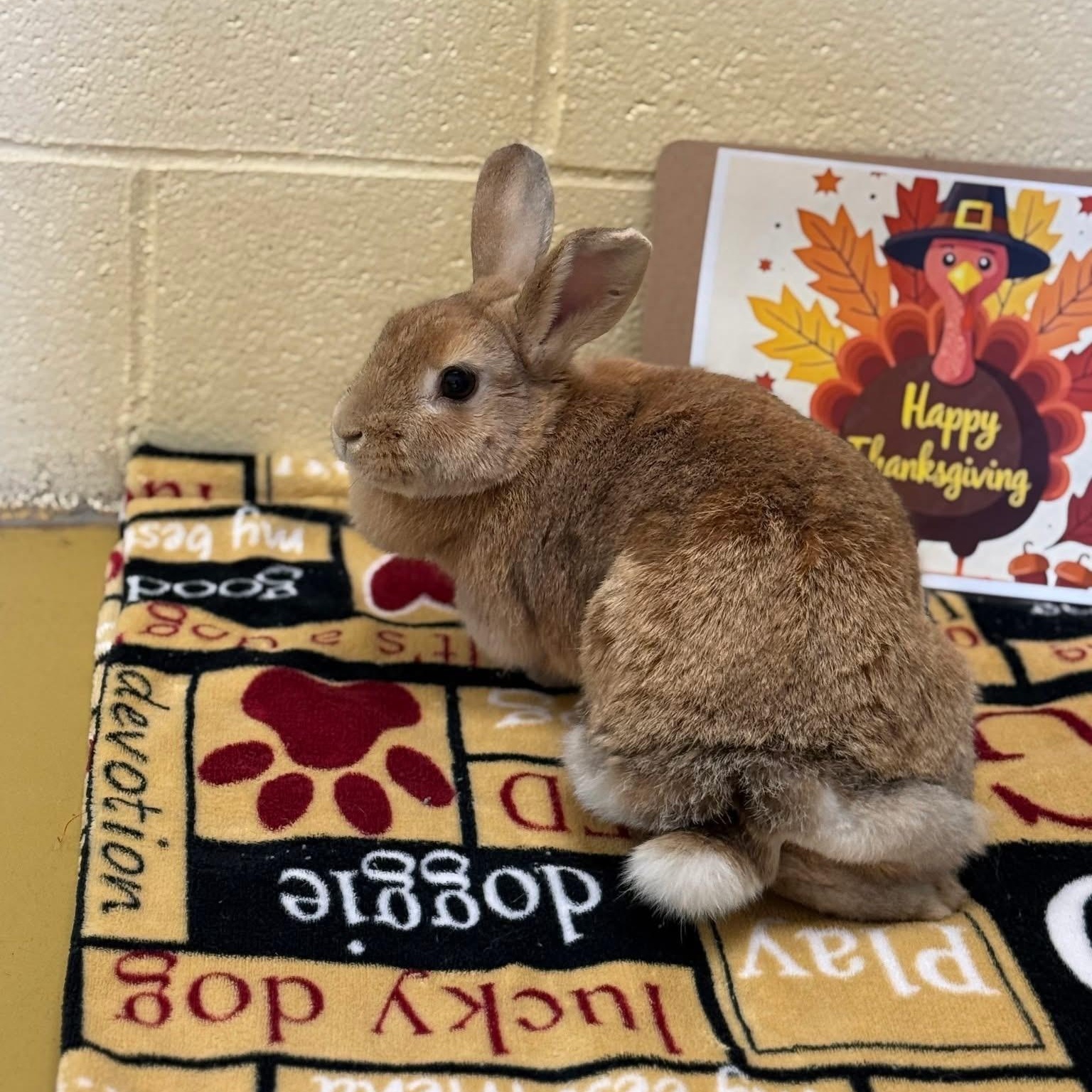 Amber, a ADOPTABLE Cinnamon in Andover, CT image 1/6