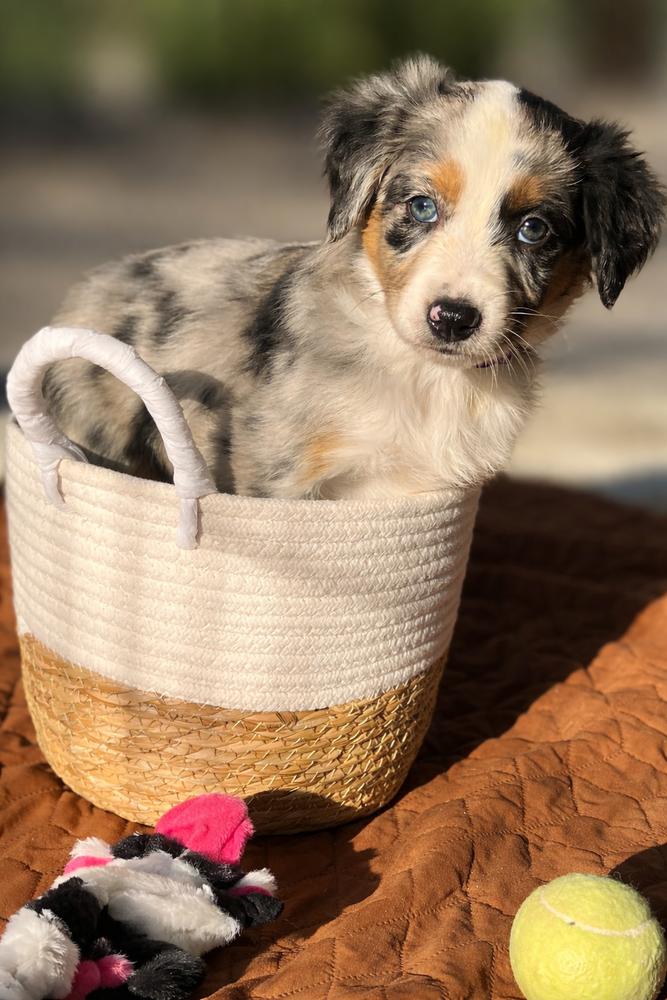 Rudolph, Adoptable, Puppy Male Australian Shepherd.