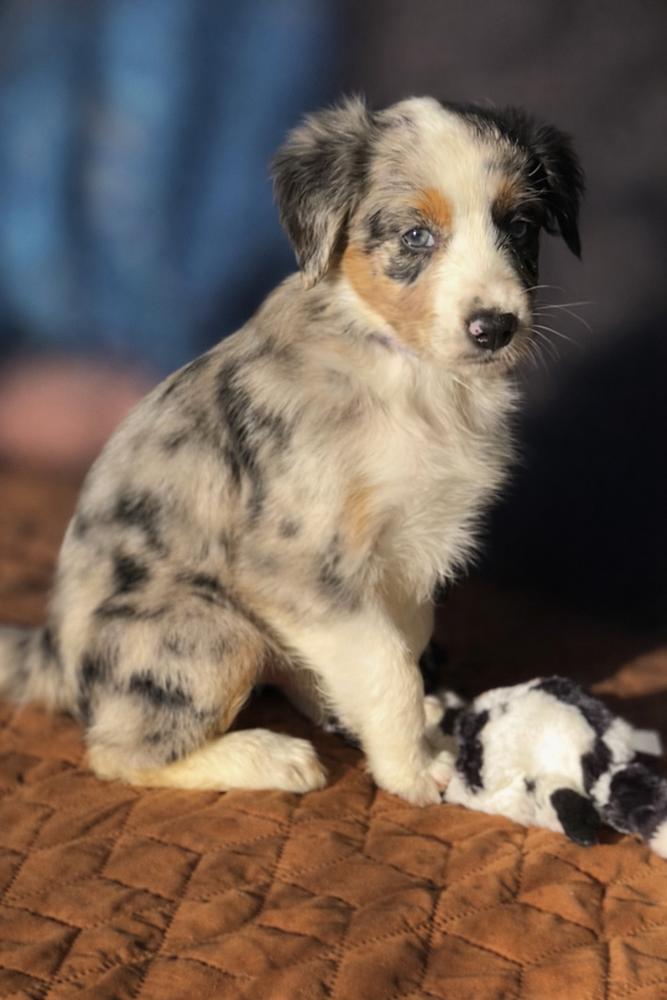 Rudolph, a Adoptable mixed breed in Mocksville, NC image 2/4