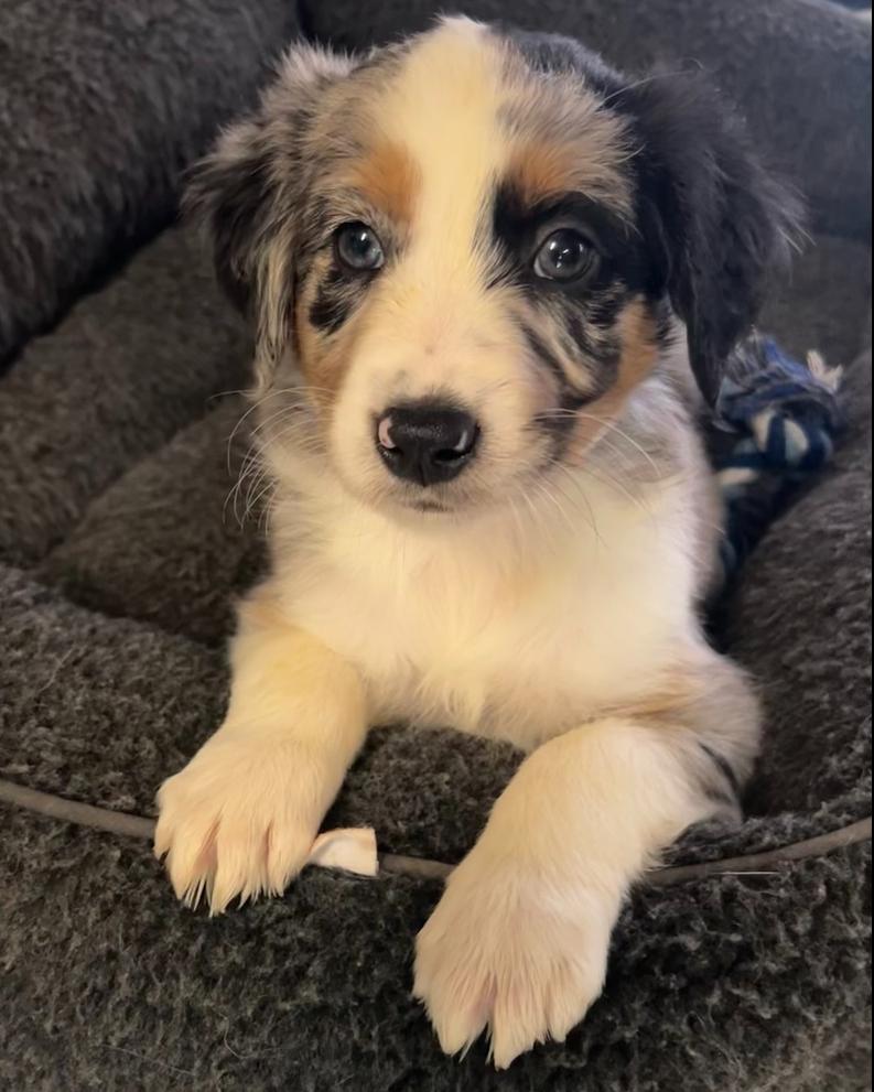 Rudolph, a Adoptable mixed breed in Mocksville, NC image 3/4