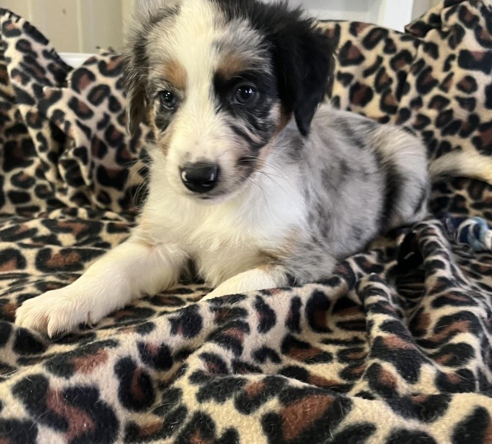 Rudolph, a Adoptable mixed breed in Mocksville, NC image 4/4