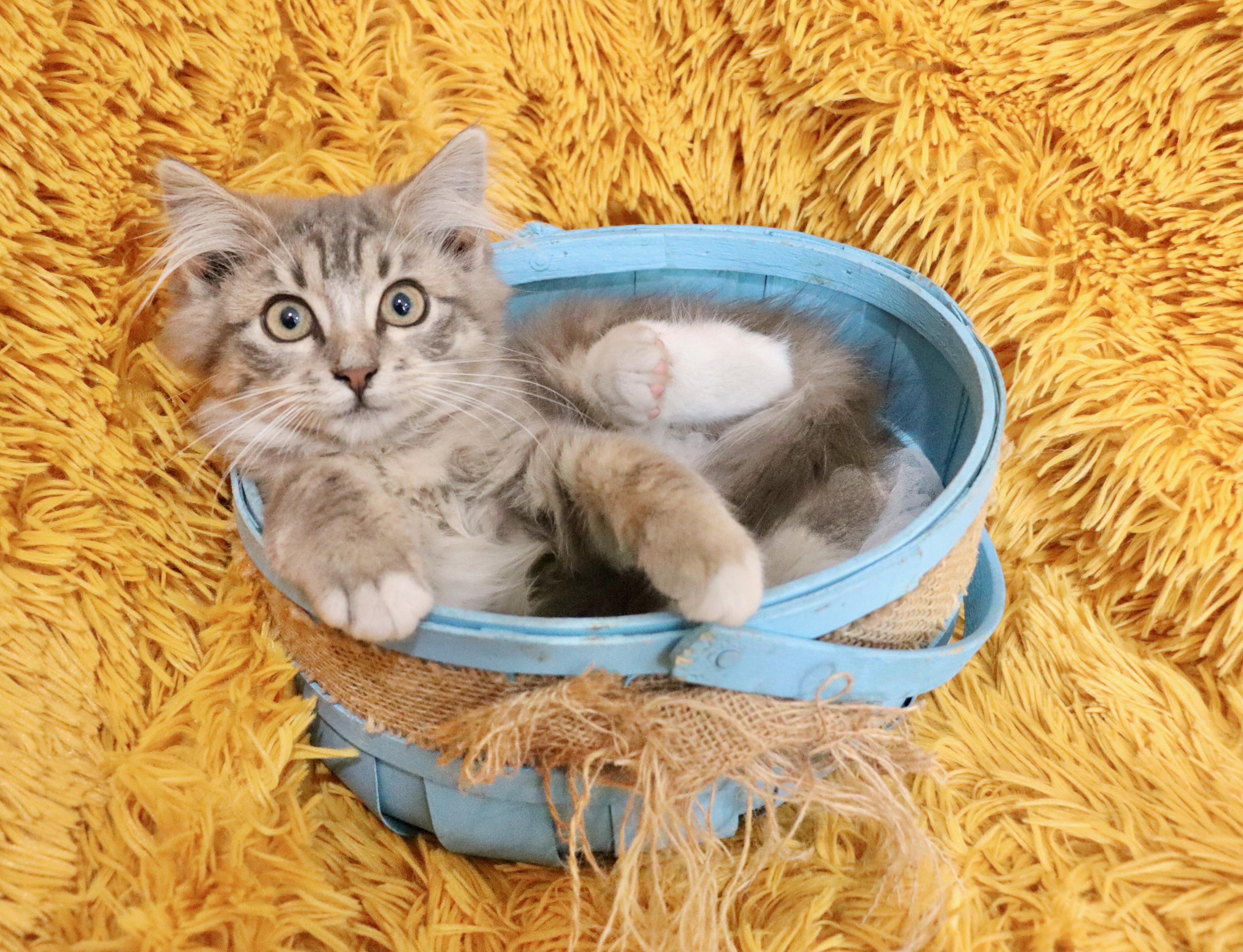 Enlarge Max, an adopted mixed breed in Saint Augustine, FL image 5/6