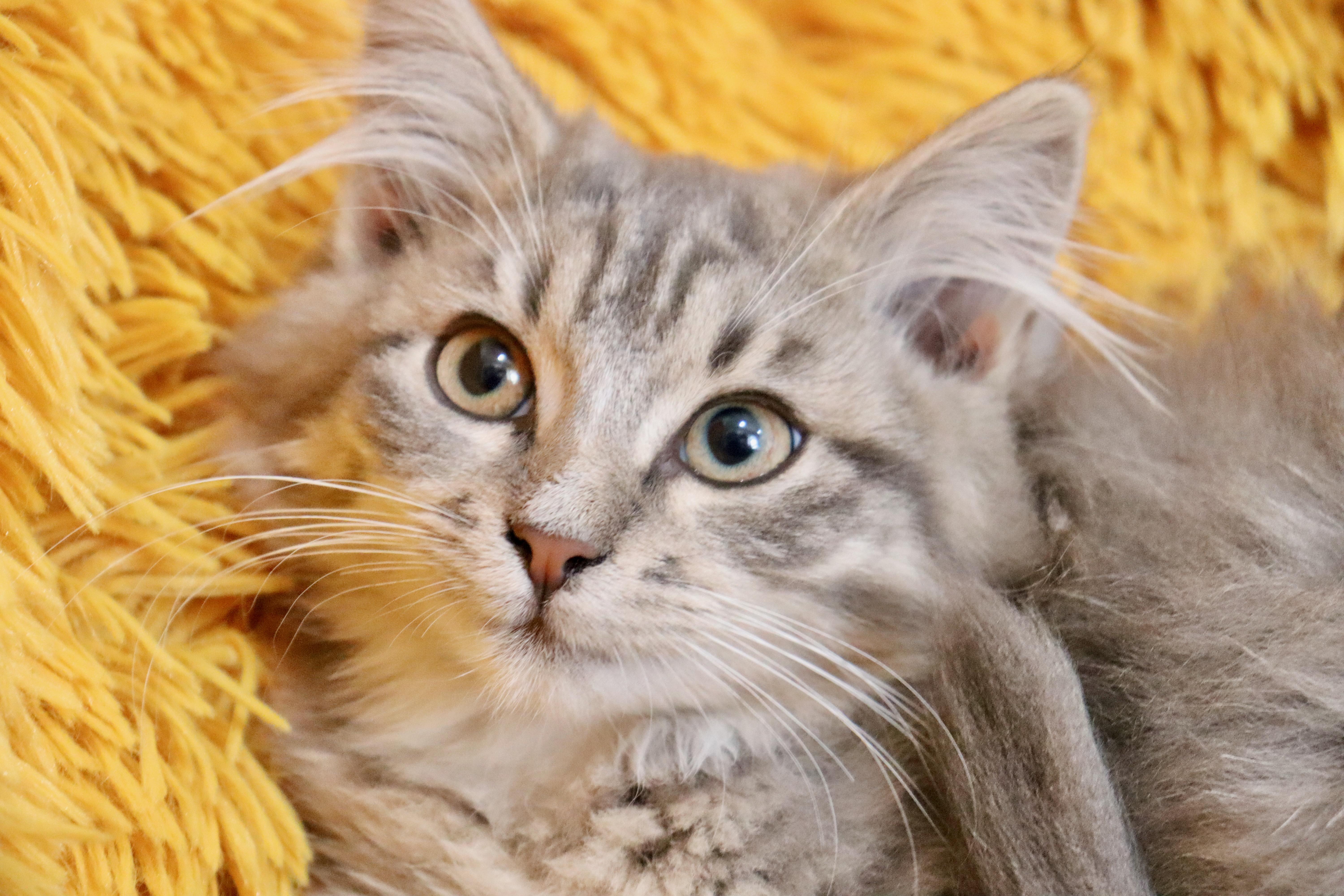 Enlarge Max, an adopted mixed breed in Saint Augustine, FL image 4/6