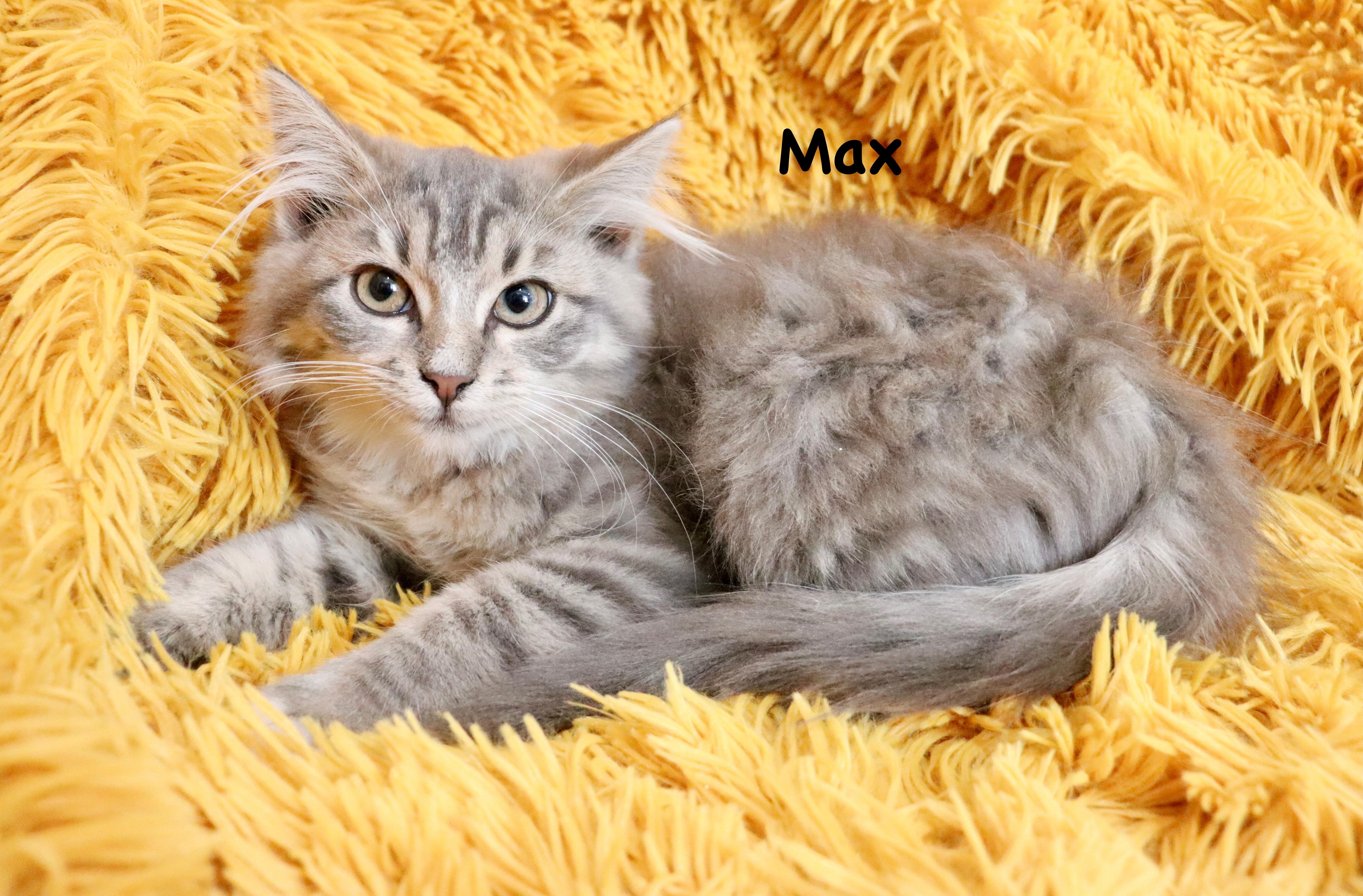 Max, adopted, Kitten Male Maine Coon & Domestic Long Hair.