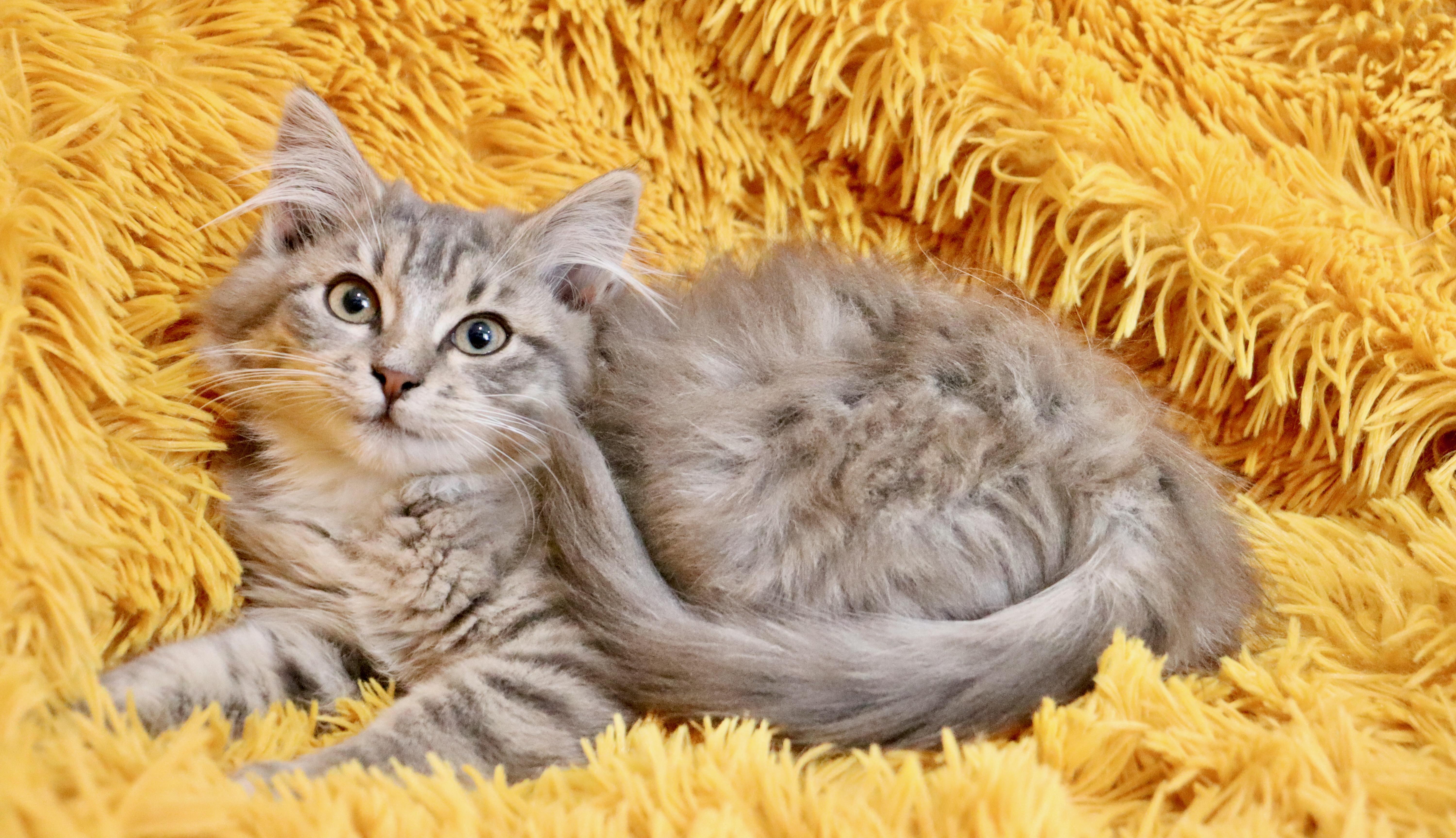 Enlarge Max, an adopted mixed breed in Saint Augustine, FL image 3/6