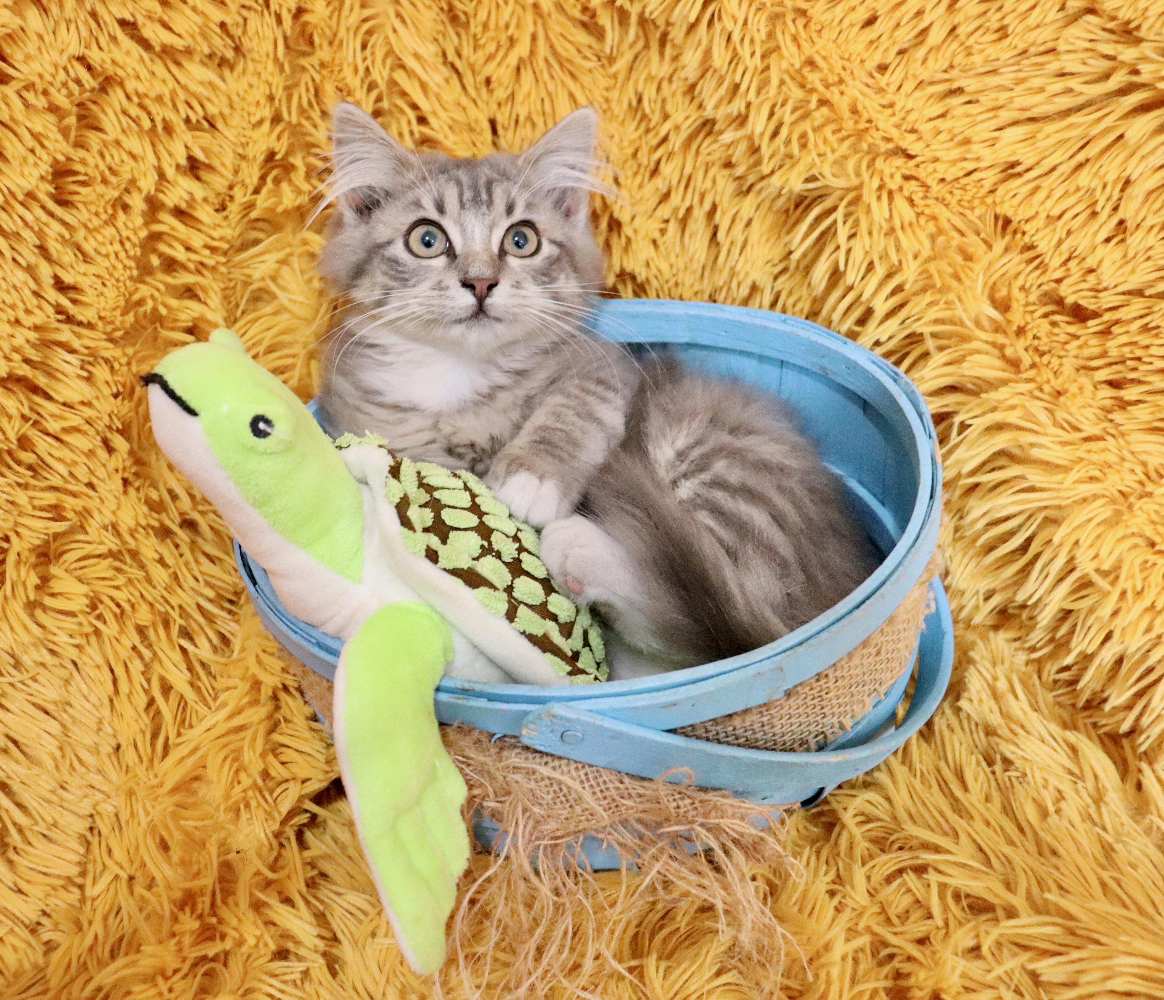 Enlarge Max, an adopted mixed breed in Saint Augustine, FL image 2/6