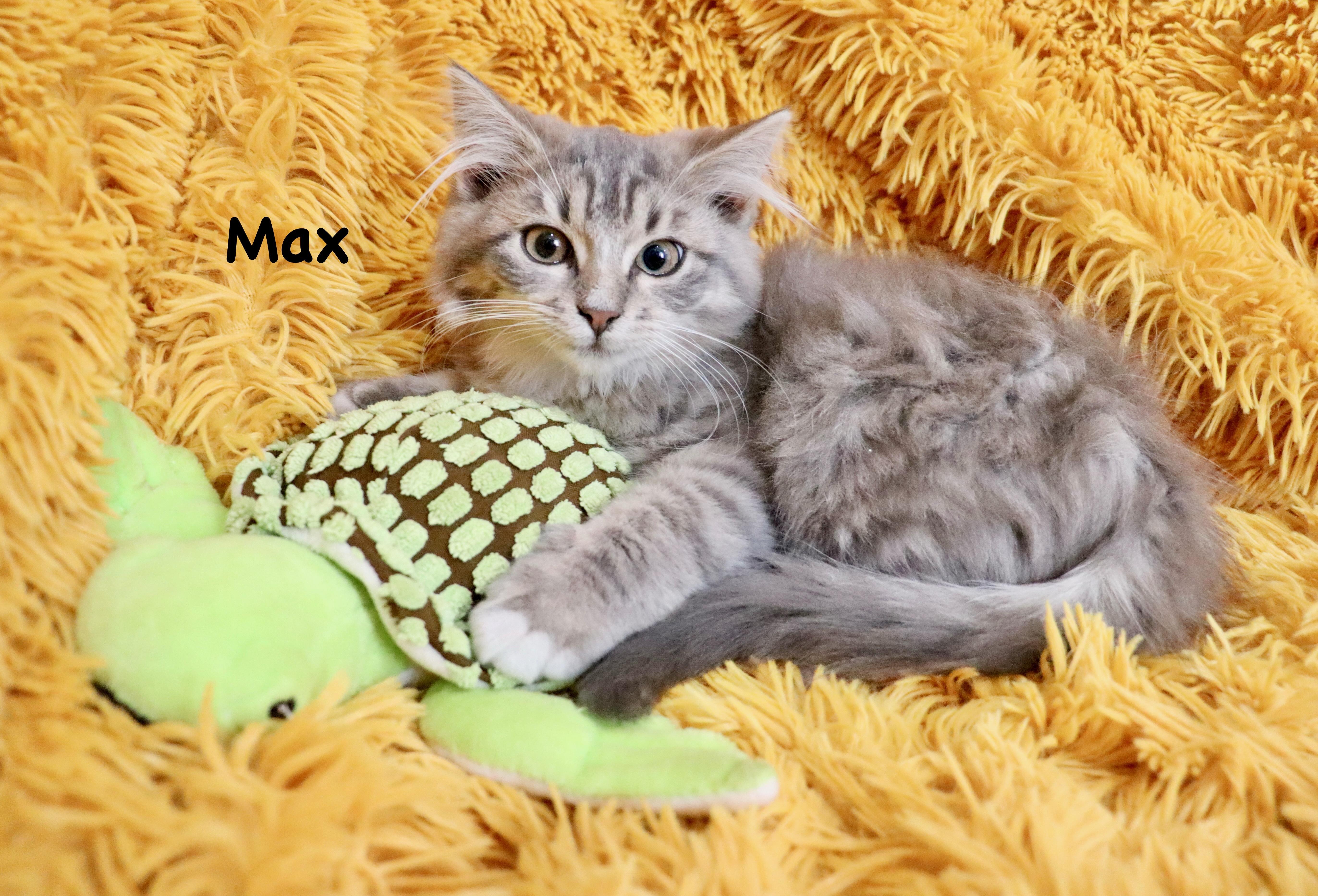 Enlarge Max, an adopted mixed breed in Saint Augustine, FL image 6/6