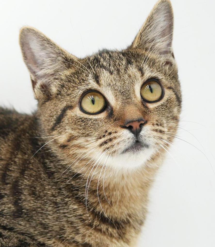 Enlarge Nutmeg is nothing but SWEET SWEET SWEET, a Adoptable mixed breed in Bedford Hills, NY image 2/6