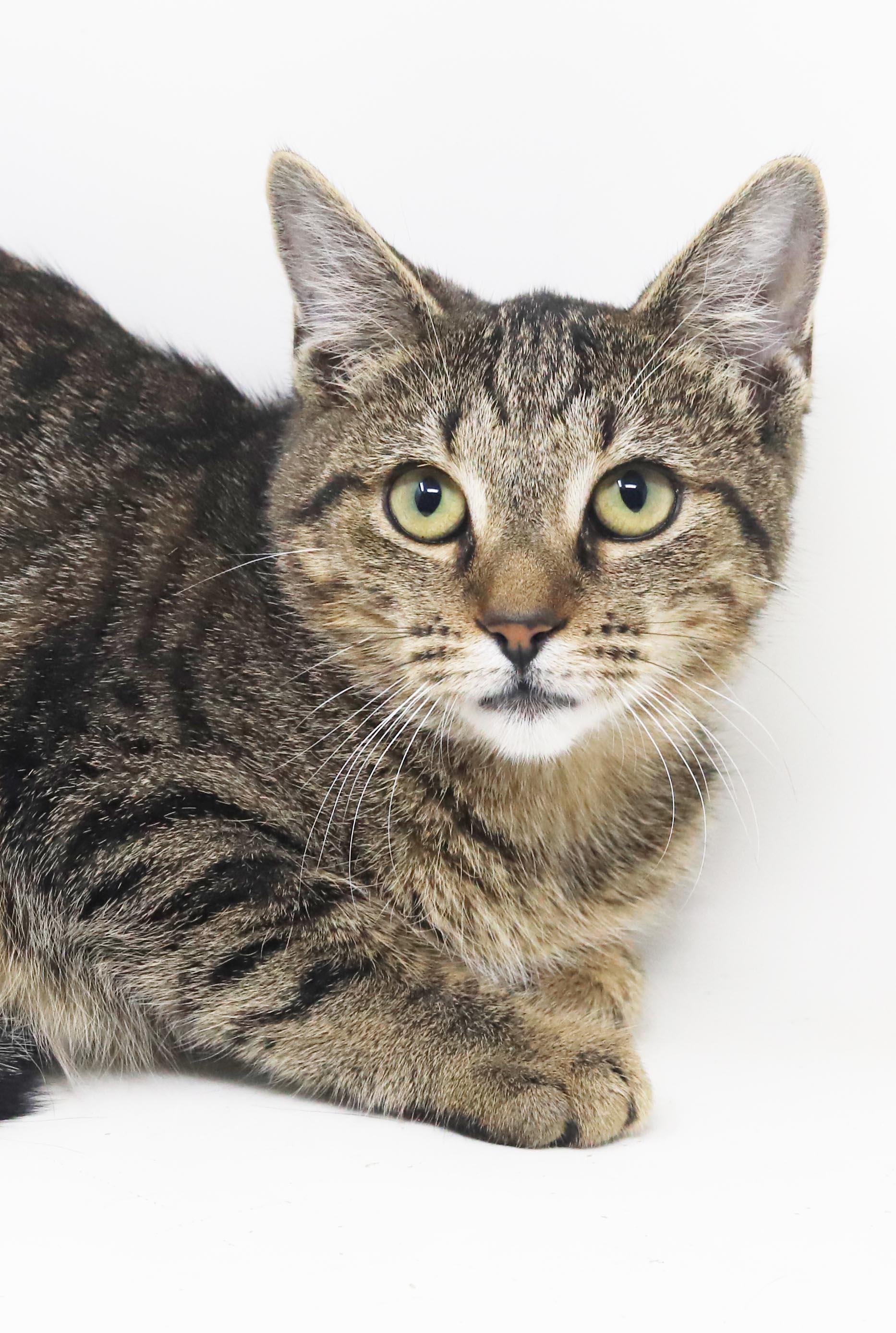 Nutmeg is nothing but SWEET SWEET SWEET, Adoptable, Kitten Female Bengal & Tabby.