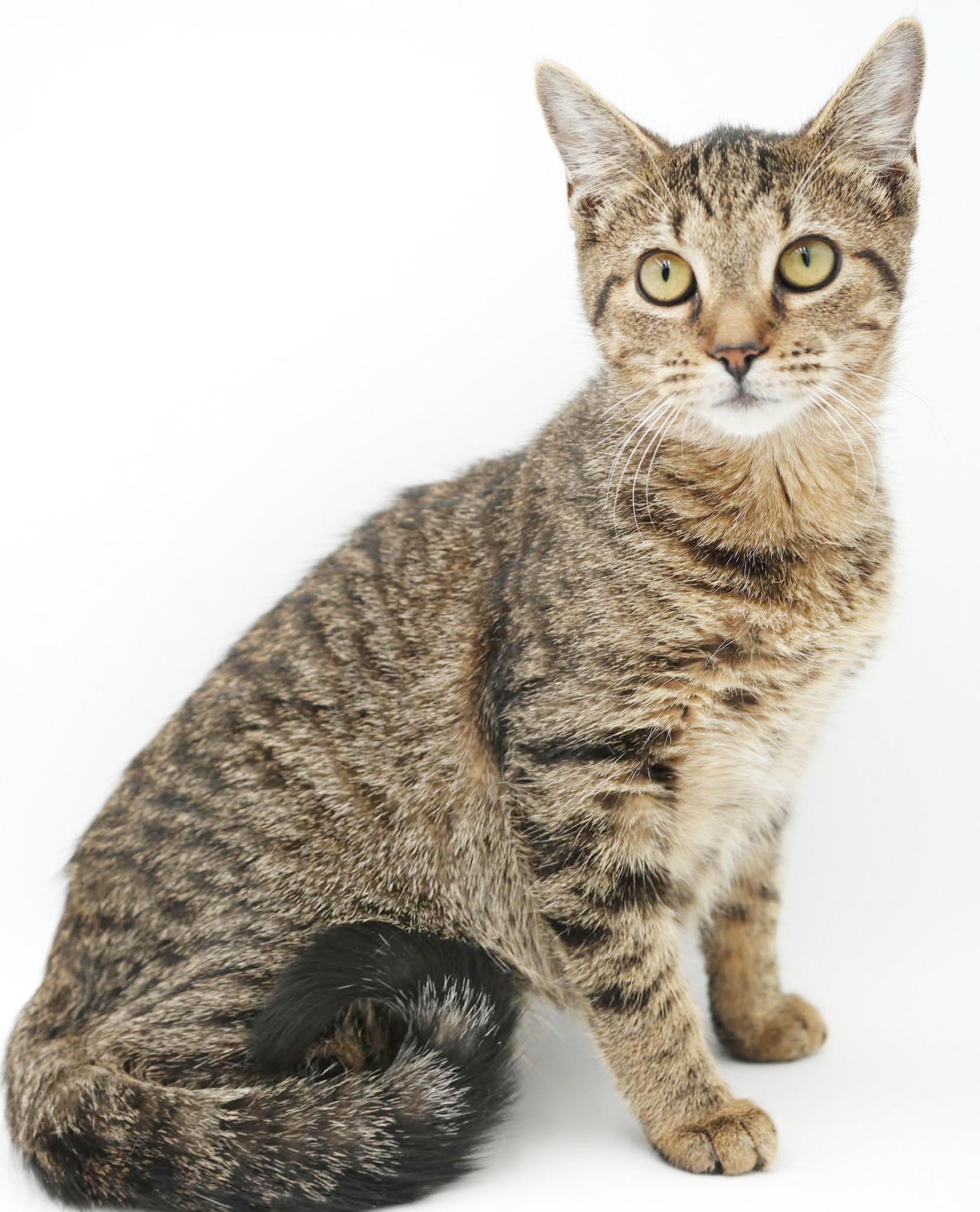 Enlarge Nutmeg is nothing but SWEET SWEET SWEET, a Adoptable mixed breed in Bedford Hills, NY image 3/6