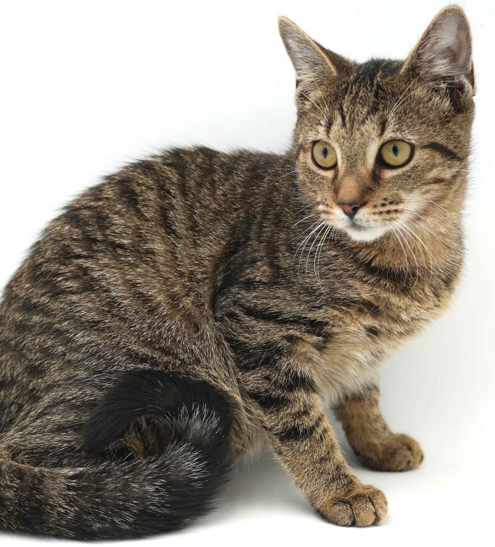 Enlarge Nutmeg is nothing but SWEET SWEET SWEET, a Adoptable mixed breed in Bedford Hills, NY image 5/6