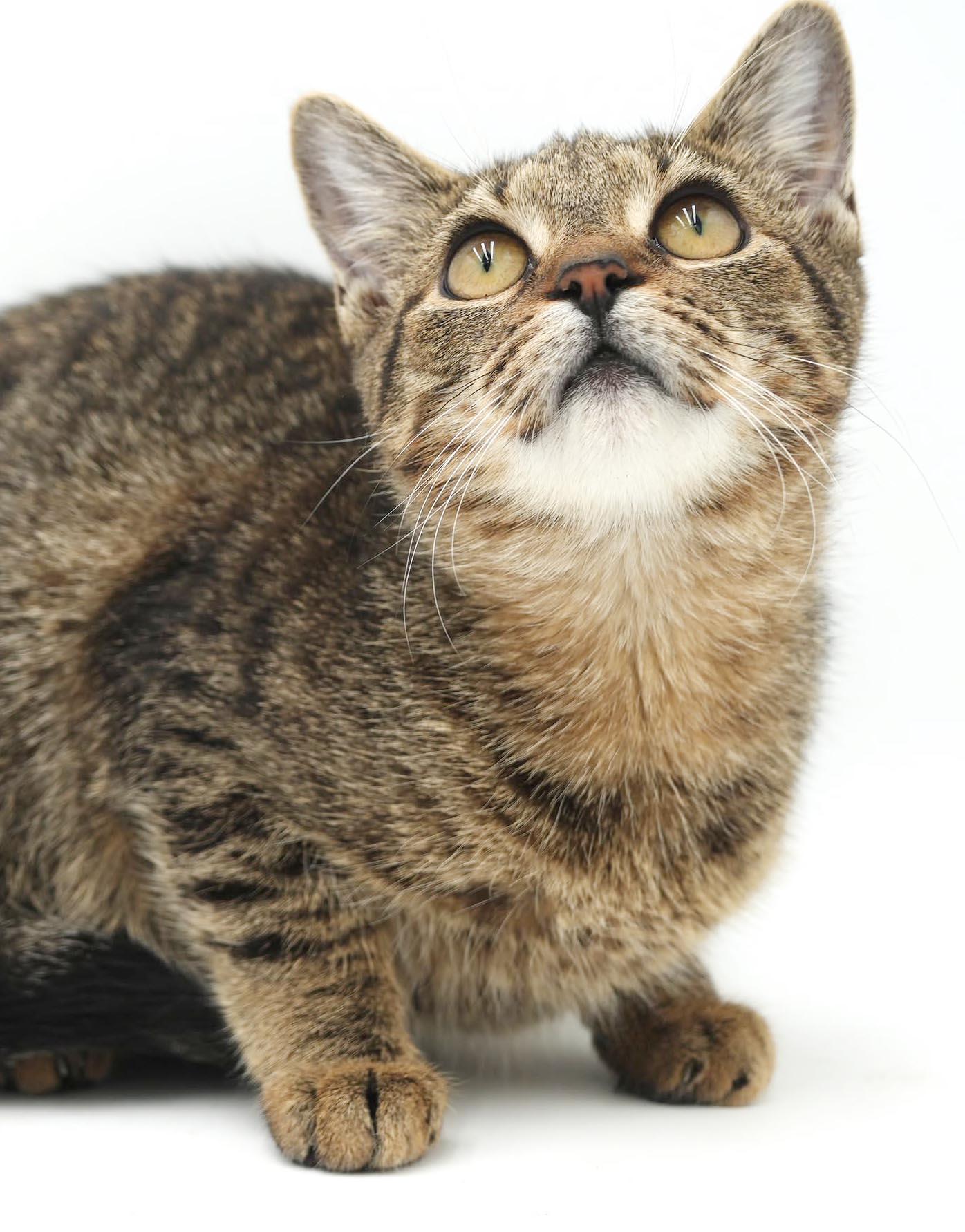 Enlarge Nutmeg is nothing but SWEET SWEET SWEET, a Adoptable mixed breed in Bedford Hills, NY image 6/6