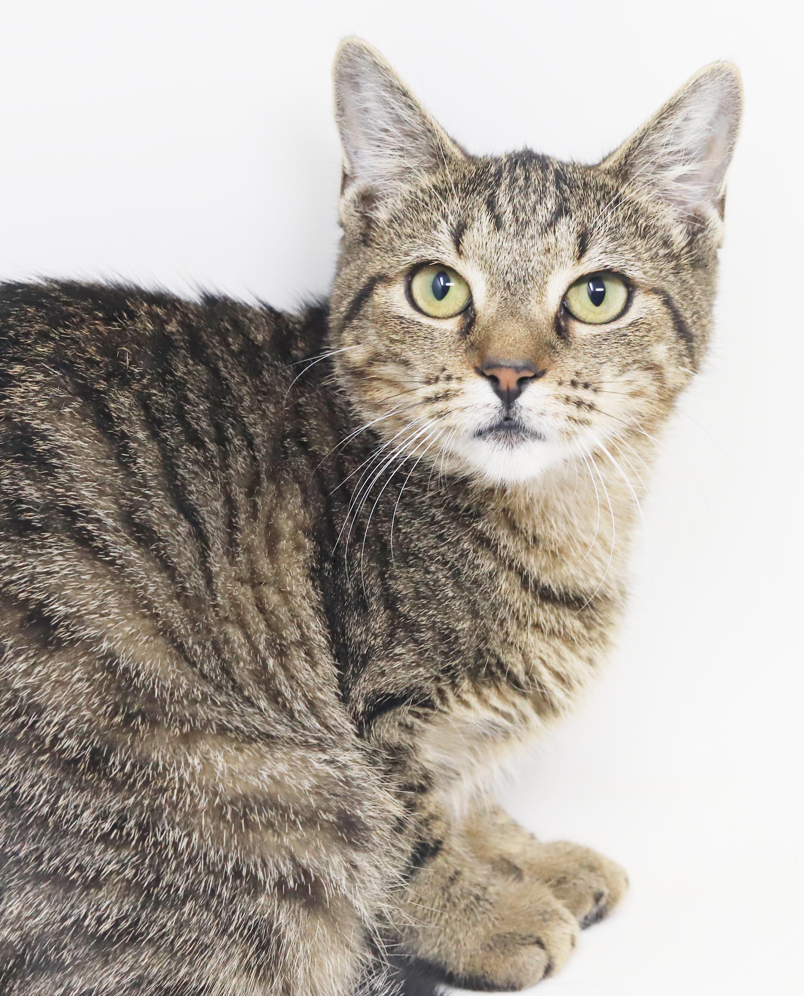 Enlarge Nutmeg is nothing but SWEET SWEET SWEET, a Adoptable mixed breed in Bedford Hills, NY image 4/6