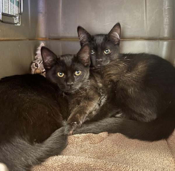 Rachel, Adoptable, Young Female Domestic Short Hair.