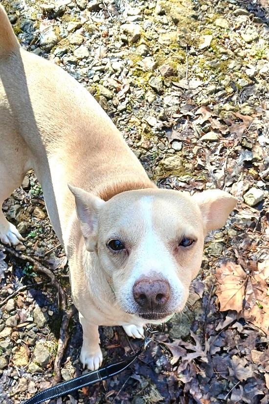 MANGO, a ADOPTABLE Mixed Breed in Pegram, TN image 2/2