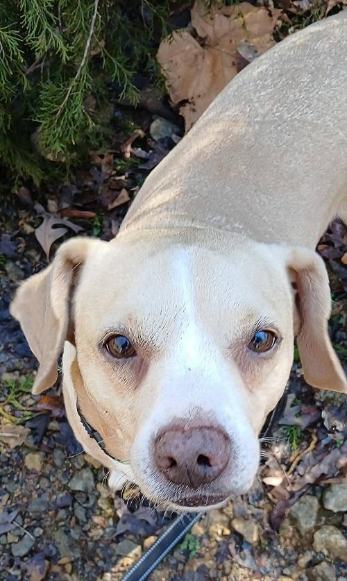 MANGO, a ADOPTABLE Mixed Breed in Pegram, TN image 1/2