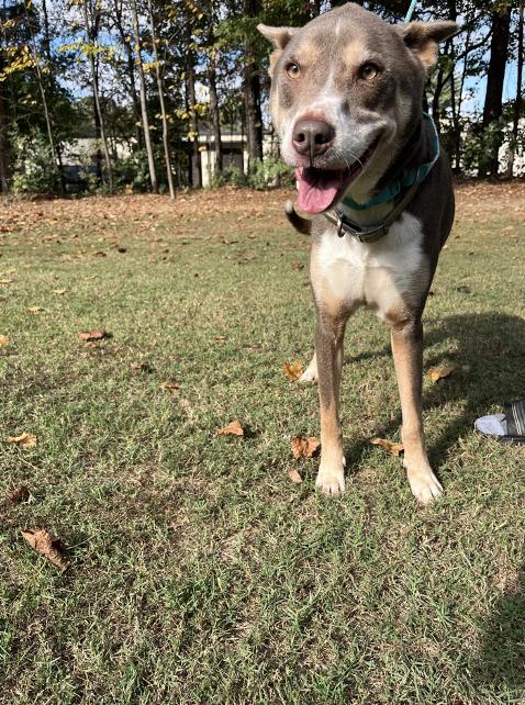 Quincy, Adoptable, Adult Male Labrador Retriever & Polish Lowland Sheepdog.