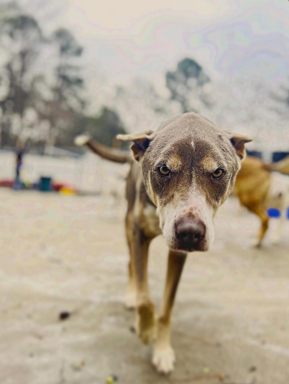 Enlarge Quincy, a Adoptable mixed breed in Smyrna, GA image 2/2