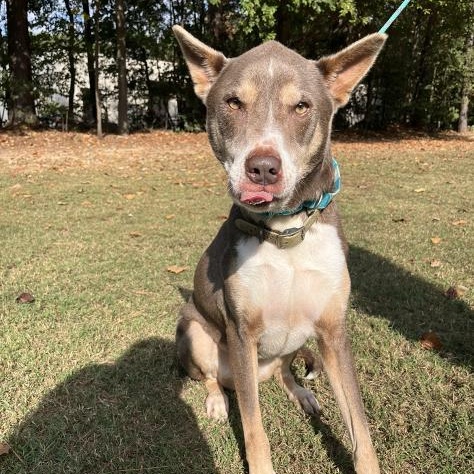 Quincy, Adoptable, Adult Male Labrador Retriever & Polish Lowland Sheepdog.