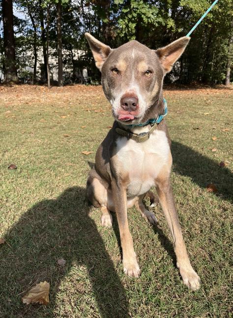 Quincy, a Adoptable mixed breed in Smyrna, GA image 4/4