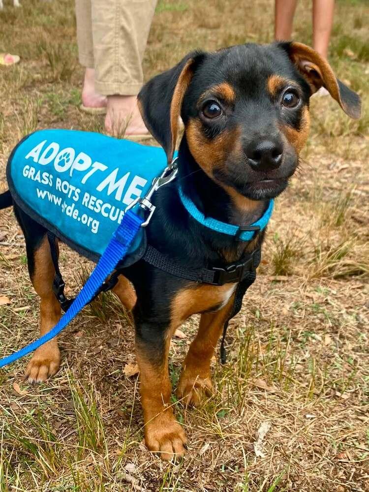 Cato, a Adoptable mixed breed in Milton, DE image 1/2