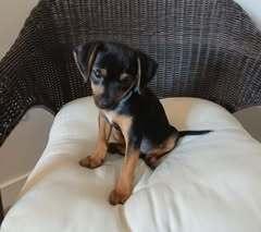Cato, a Adoptable mixed breed in Milton, DE image 2/2