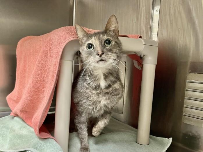 NALA, Adoptable, Adult Female Domestic Short Hair.