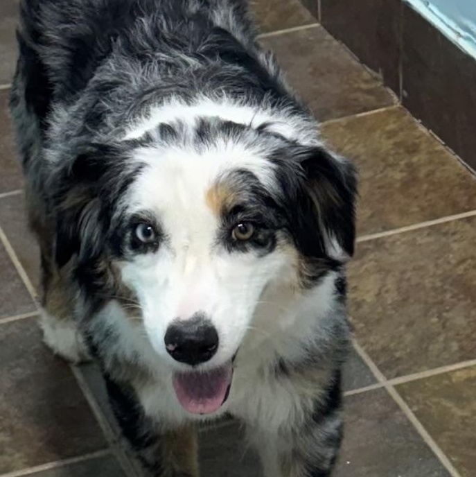 Sugar, ADOPTABLE, Adult Female Australian Shepherd.