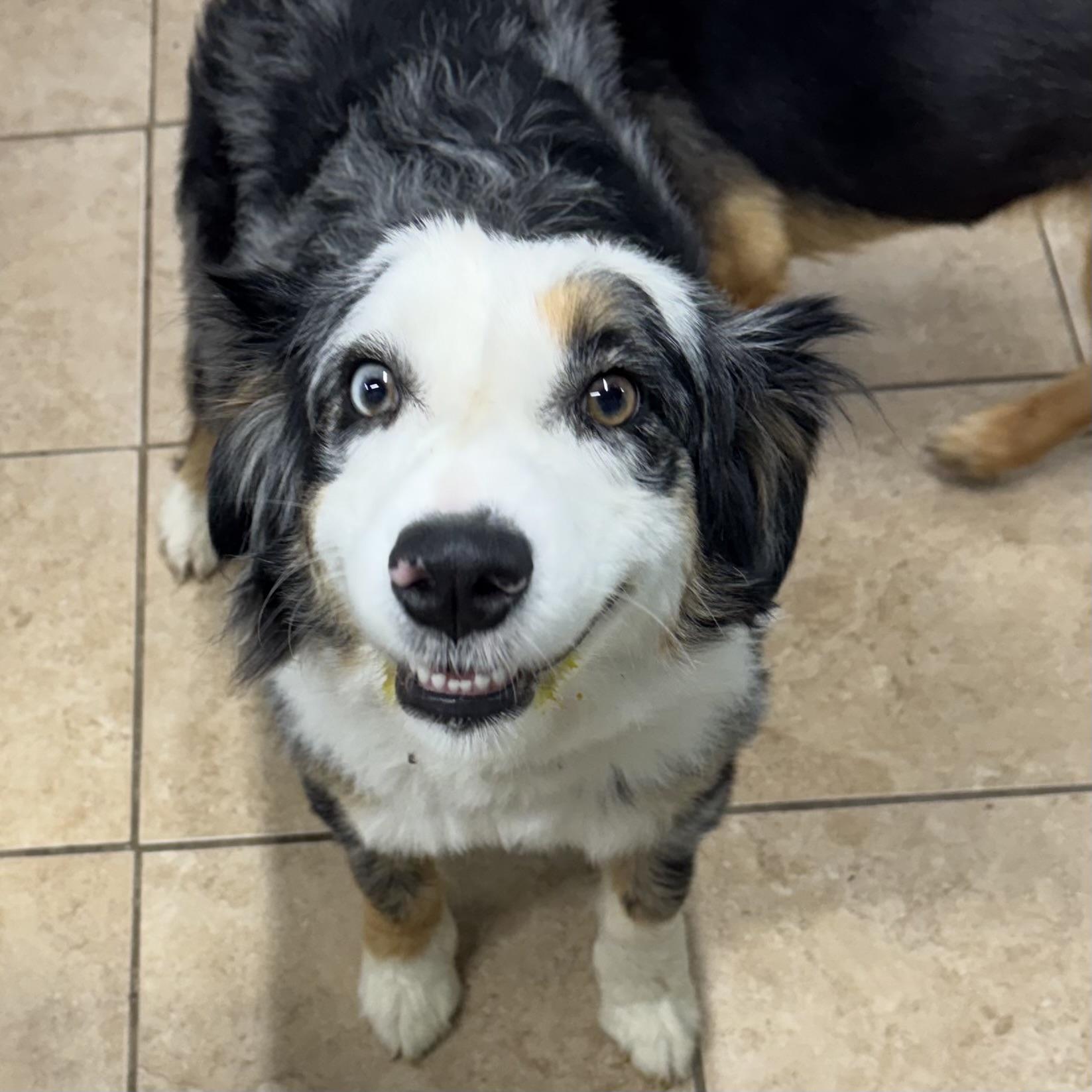 Sugar, a ADOPTABLE Australian Shepherd in Louisburg, KS image 2/6
