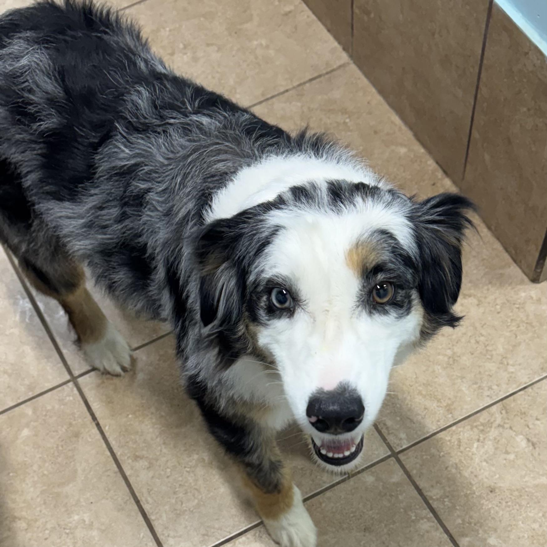 Sugar, a ADOPTABLE Australian Shepherd in Louisburg, KS image 5/6