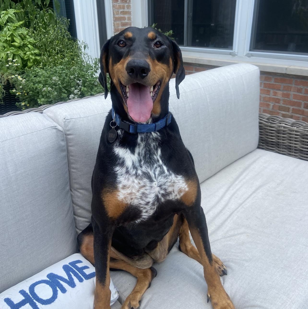 Demee, Adult Female Doberman Pinscher