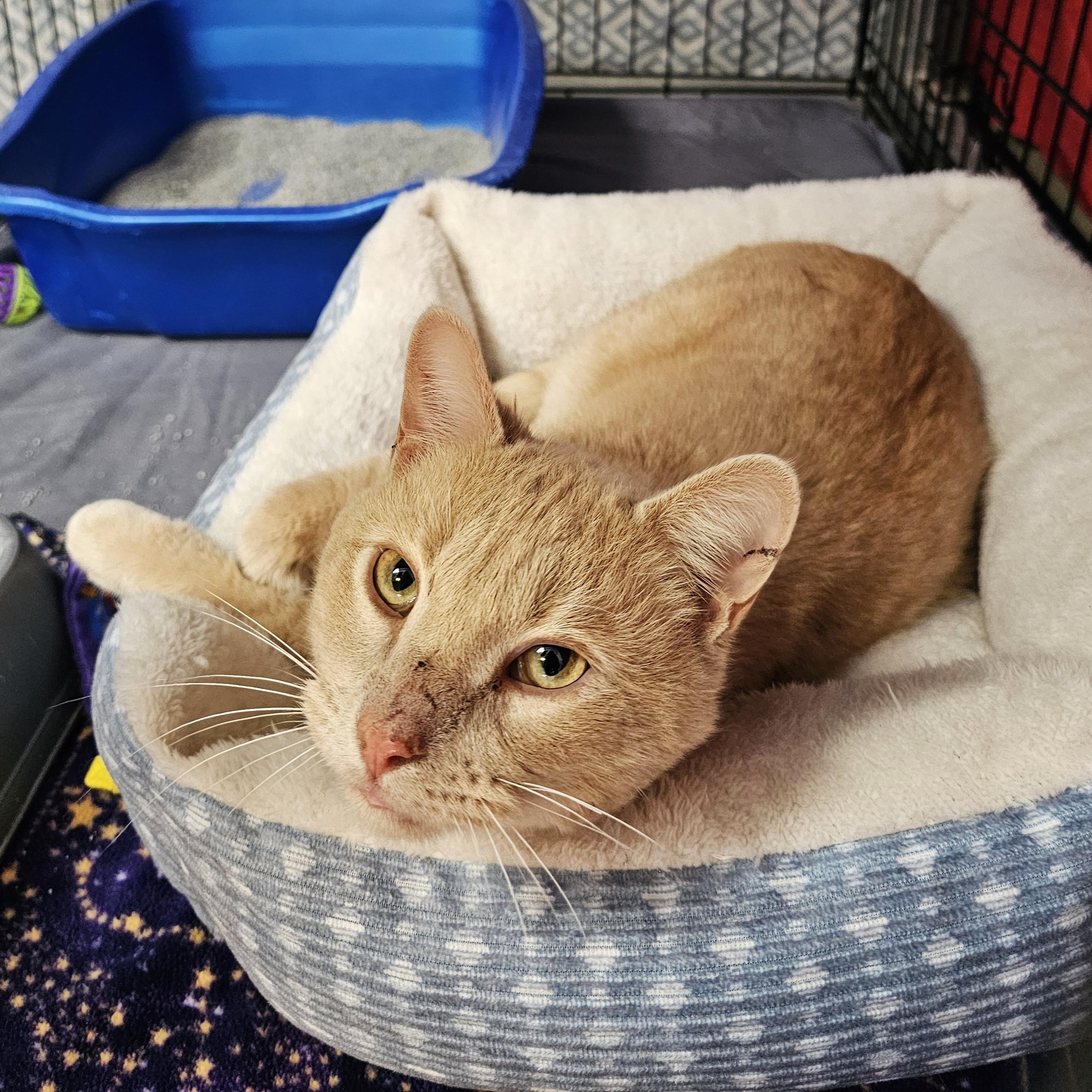 Enlarge Oliver, an adopted mixed breed in Searcy, AR image 1/1