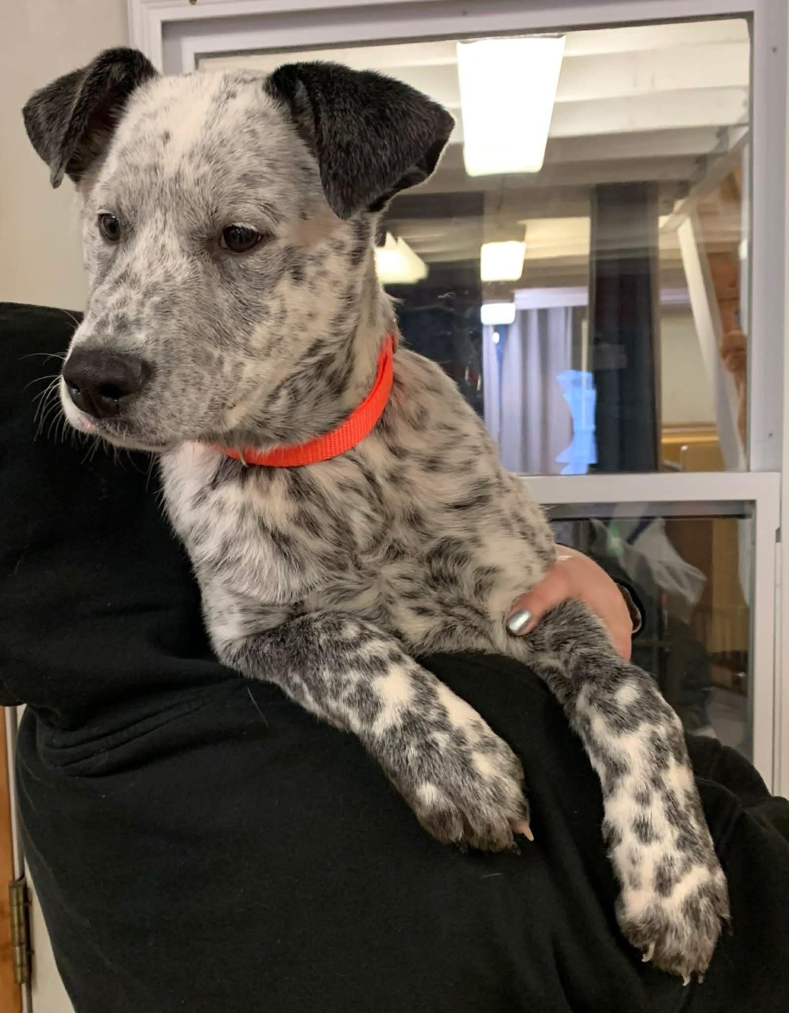 Enlarge Cop, a ADOPTABLE mixed breed in Chardon, OH image 1/5