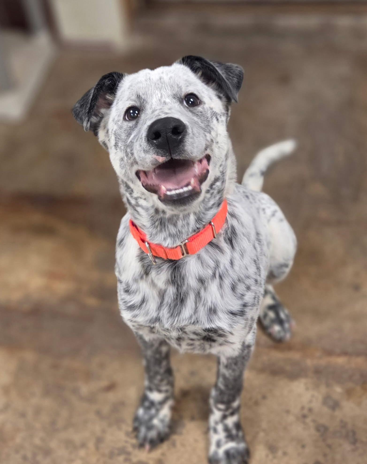 Enlarge Cop, a ADOPTABLE mixed breed in Chardon, OH image 5/5