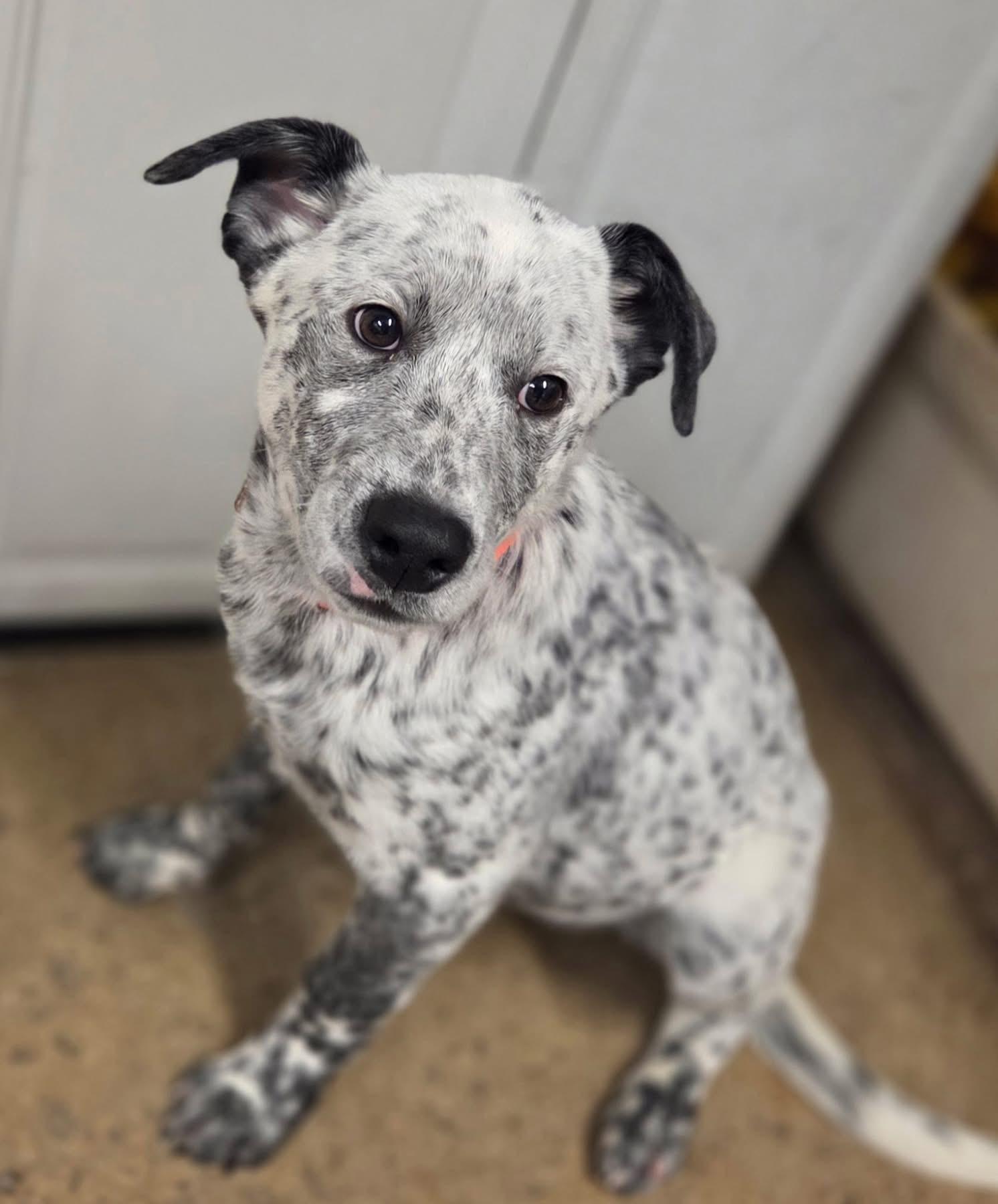 Enlarge Cop, a ADOPTABLE mixed breed in Chardon, OH image 4/5