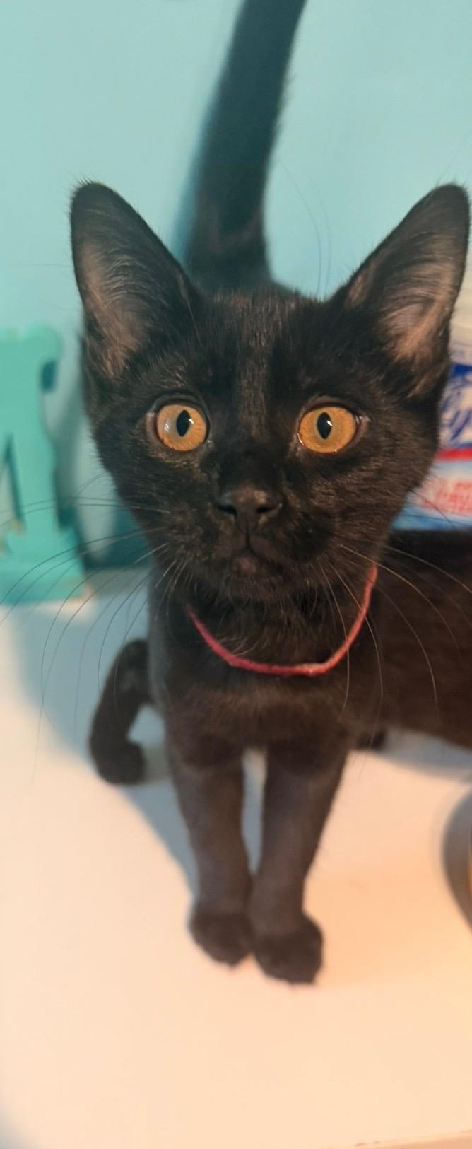 Tipper, ADOPTABLE, Kitten Female Domestic Short Hair.