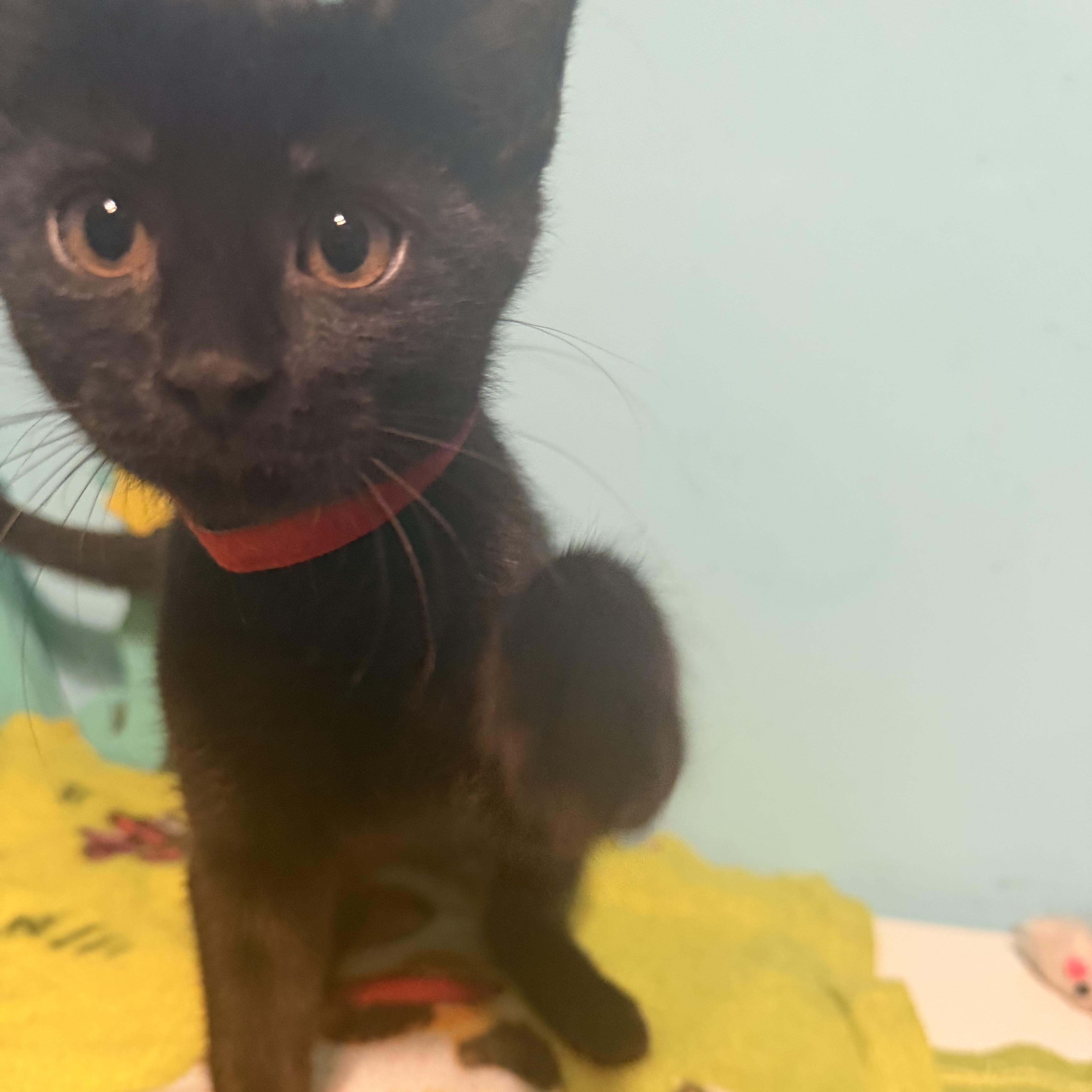 Tipper, ADOPTABLE, Kitten Female Domestic Short Hair.